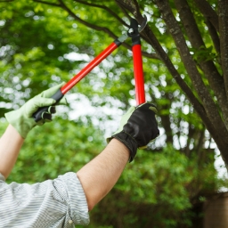 Coupe-branches