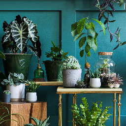 Plantes d'intérieur et accessoires